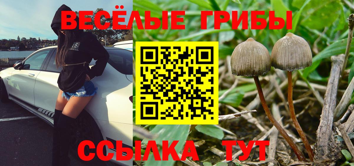 Псилоцибиновые грибы GOLDEN TEACHER Красногорск